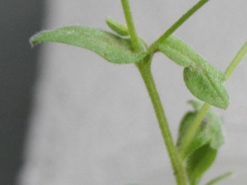 Myosotis cfr. ramosissima